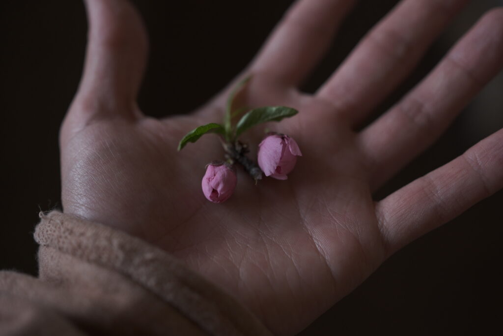 手のひらにそっと乗せられた小さな花のつぼみ。
小さな幸せや、自分の内側にあるやさしさを象徴するような一瞬を切り取った写真。