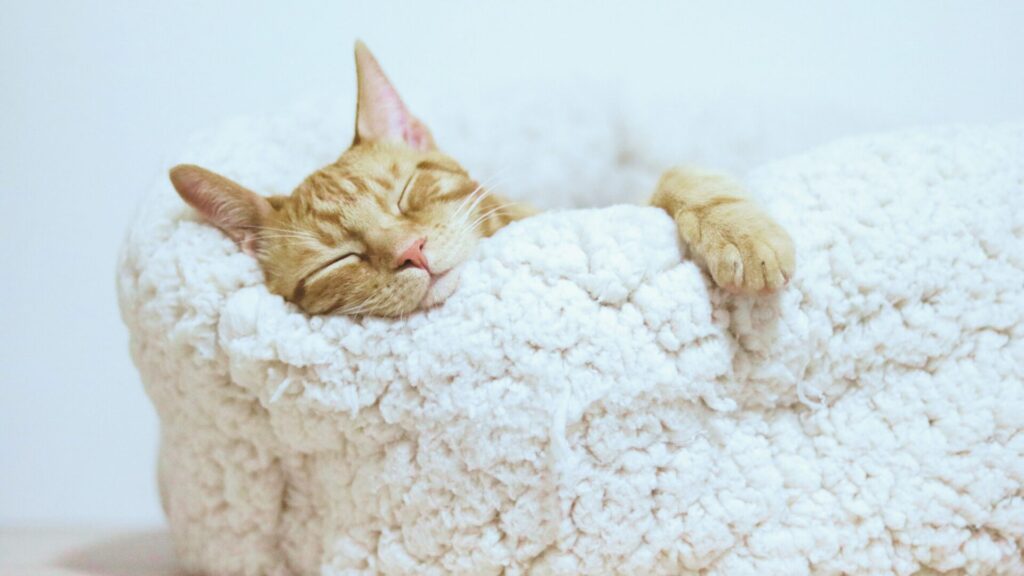 白いクッションで眠る猫。寝不足を解消し、質のよい睡眠と休息の大切さを伝えるイメージ写真。