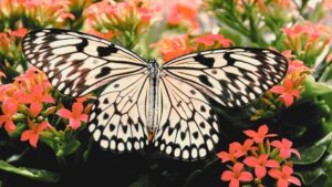 花の上で羽を広げる蝶｜恋愛・無条件の愛・自由なパートナーシップを象徴する自然のイメージ